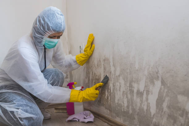 Best Mold Damage Repair  in Salida, CO