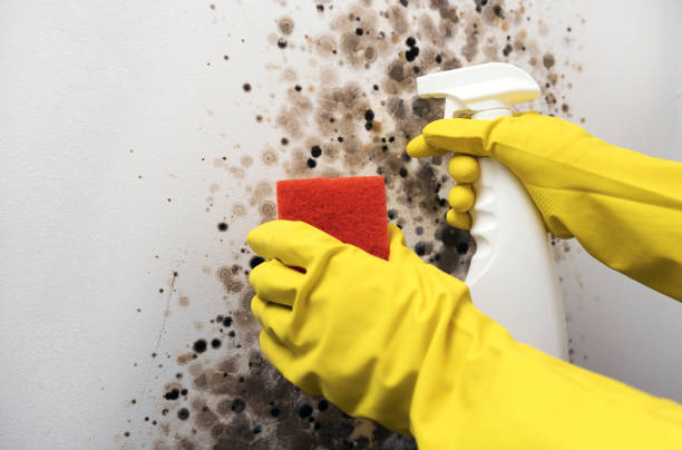Best Mold Removal Company Near Me  in Salida, CO
