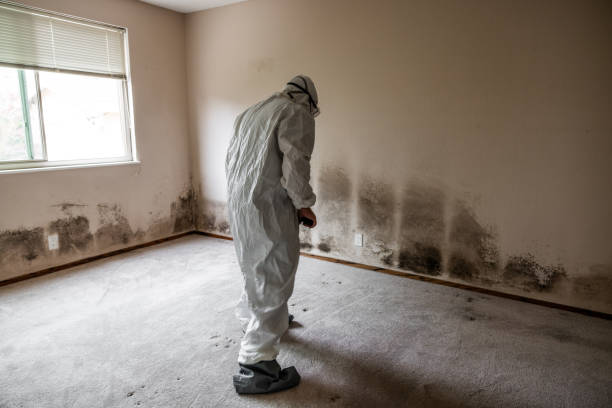 Best Mold Remediation  in Salida, CO