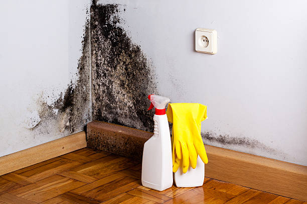 Trusted Salida, CO Mold Removal Experts