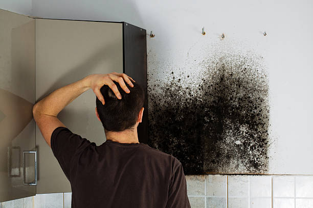 Best Commercial Mold Removal  in Salida, CO